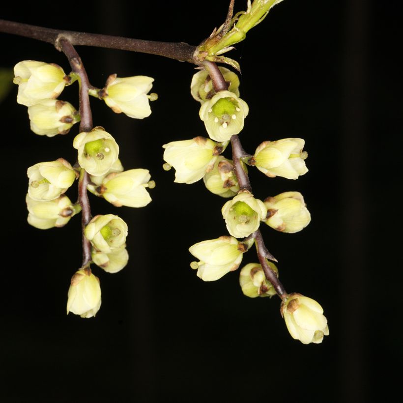 Stachyurus chinensis Wonderful Image (Kukinta)