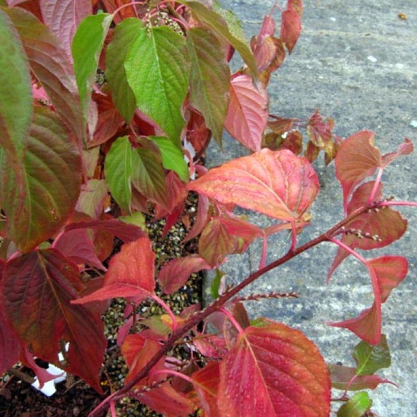 Stachyurus praecox (Lehvistö)