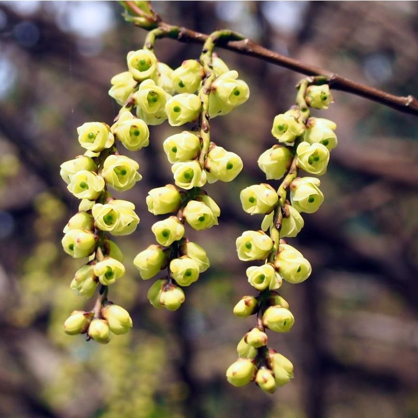 Stachyurus praecox (Kukinta)