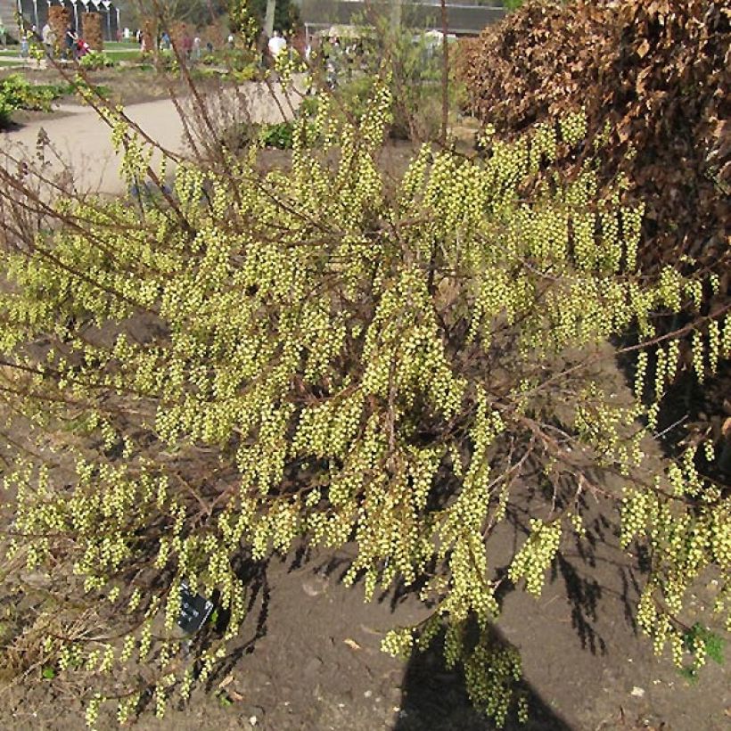 Stachyurus praecox (Kasvutapa)