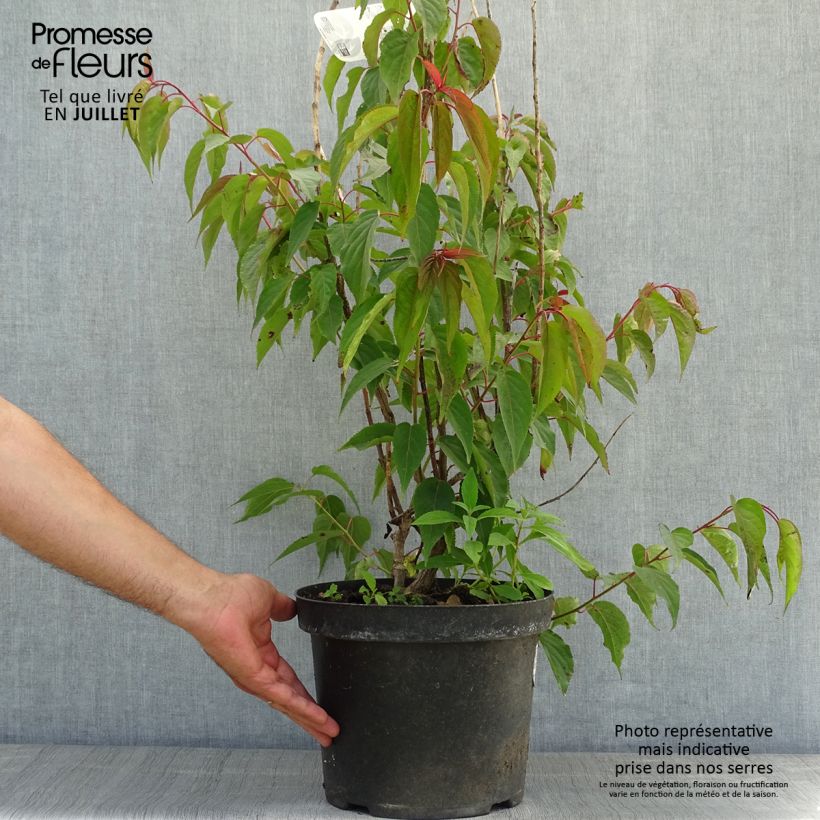 Esimerkki kesällä toimitetusta Stachyurus praecox Pot de 2L/3L-taimesta