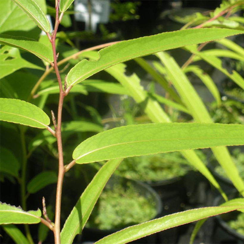 Stachyurus salicifolius (Lehvistö)