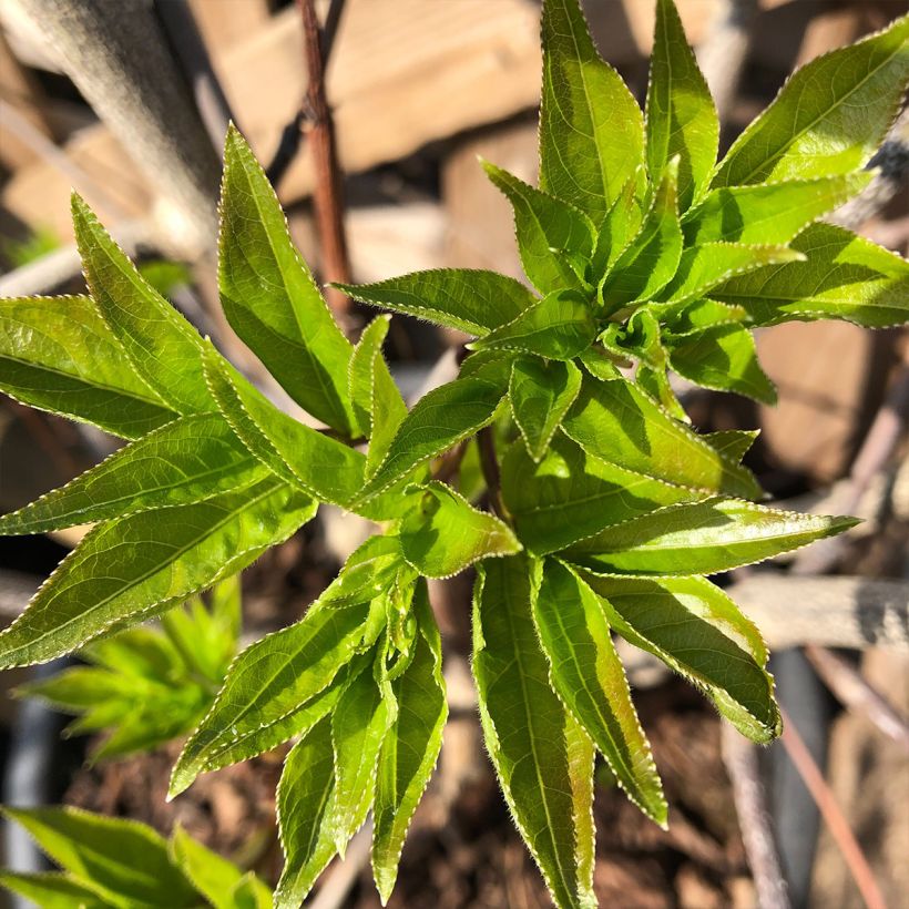 Kaukasiankotapähkinä Black Jack (Lehvistö)