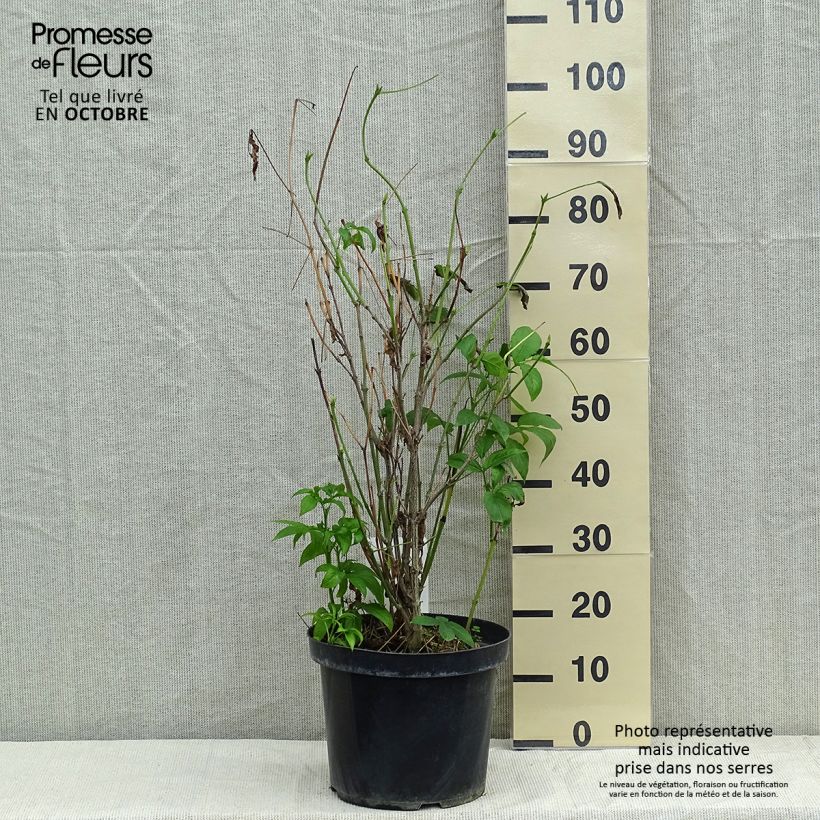 Esimerkki syksyllä toimitetusta Kaukasiankotapähkinä - Staphylea colchica 7,5 litran / 10 litran ruukku-taimesta