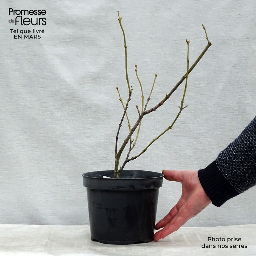 Esimerkki keväällä toimitetusta Euroopankotapähkinä - Staphylea pinnata Motte "Prêt-à-planter"-taimesta