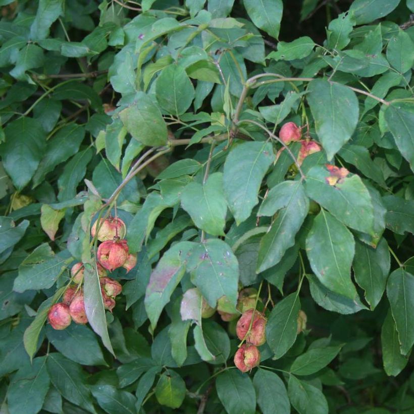 Euroopankotapähkinä - Staphylea pinnata (Lehvistö)