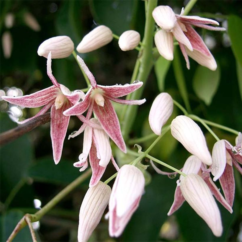 Stauntonia hexaphylla (Kukinta)