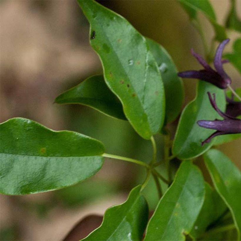 Stauntonia purpurea (Lehvistö)