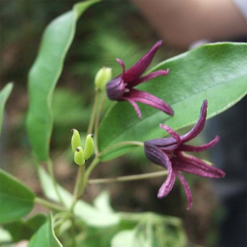 Stauntonia purpurea (Kukinta)