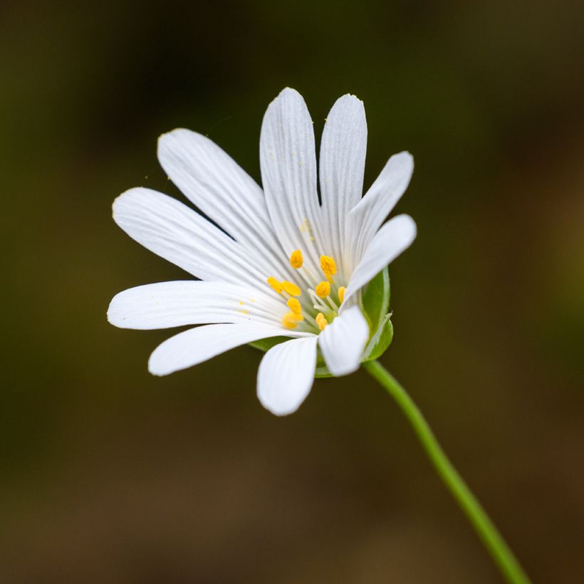Kevättähtimö - Stellaria holostea (Kukinta)