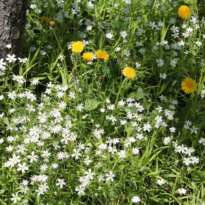 Kevättähtimö - Stellaria holostea (Kasvutapa)