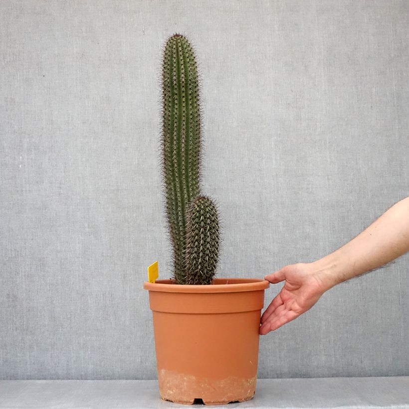 Esimerkki kesällä toimitetusta Stenocereus thurberi - Cactus orgue Pot de 7,5L/10L-taimesta