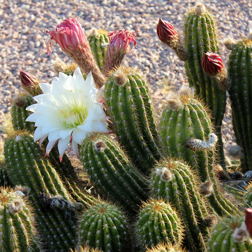 Stenocereus thurberii (Kukinta)