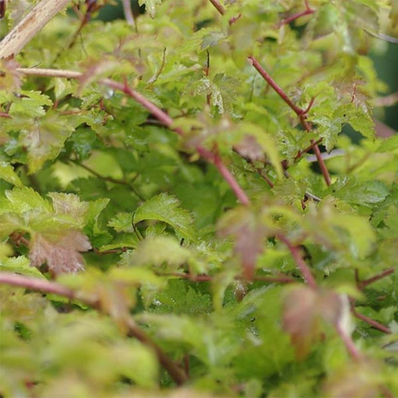 Siroseppelvarpu Crispa (Lehvistö)
