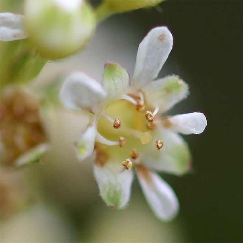 Siroseppelvarpu Crispa (Kukinta)