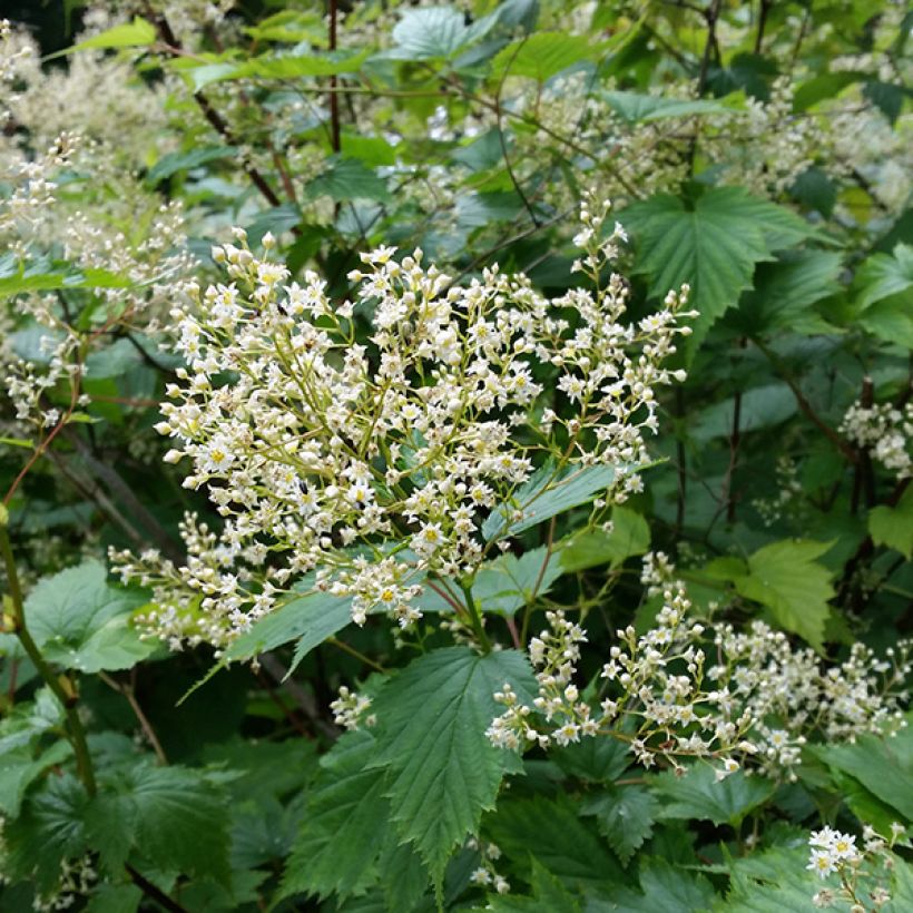 Siroseppelvarpu - Stephanandra tanakae (Kukinta)
