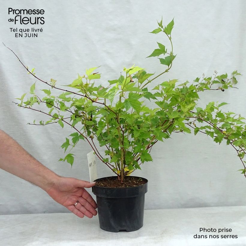 Esimerkki kesällä toimitetusta Siroseppelvarpu - Stephanandra tanakae Pot de 3L/4L-taimesta