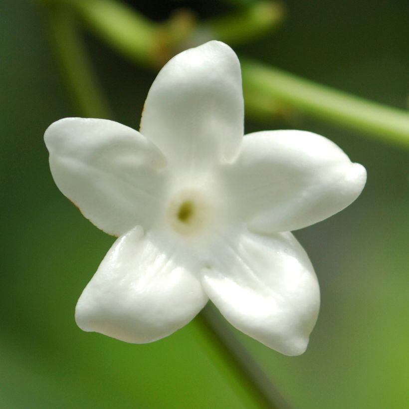 Stephanotis jasminoides (Kukinta)