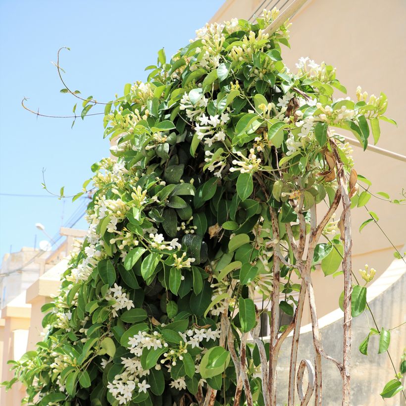 Stephanotis jasminoides (Kasvutapa)