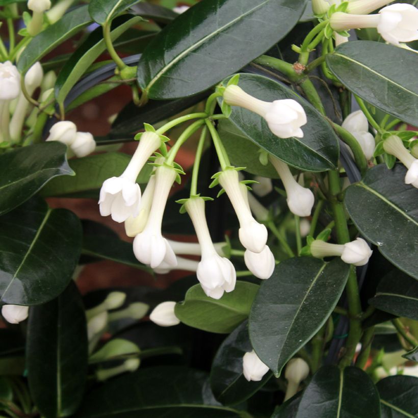 Stephanotis jasminoides (Lehvistö)