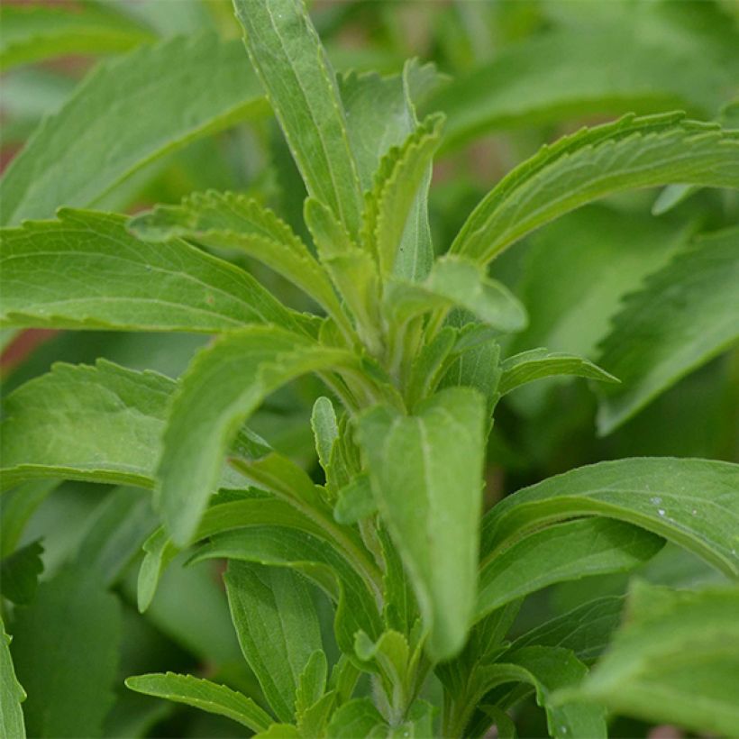 Makeastevia - Stevia rebaudiana (Lehvistö)