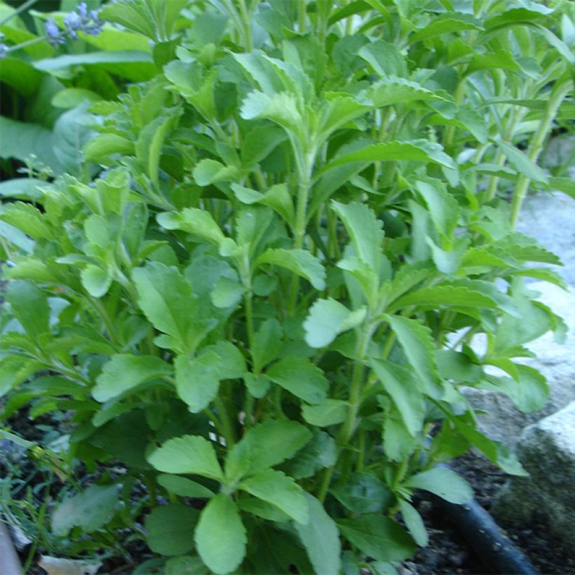 Makeastevia - Stevia rebaudiana (Kasvutapa)
