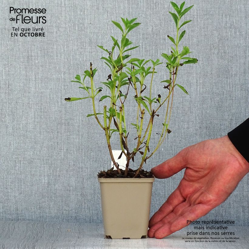Esimerkki syksyllä toimitetusta Makeastevia - Stevia rebaudiana 8/9 cm taimiruukku-taimesta