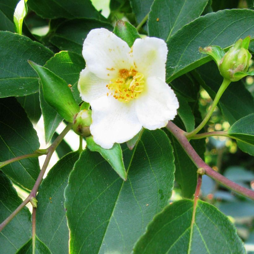Stewartia monadelpha (Kukinta)