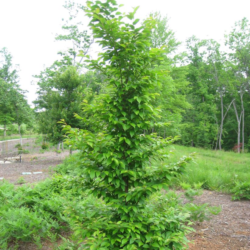 Stewartia monadelpha (Kasvutapa)