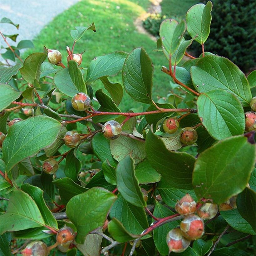 Stewartia pseudocamellia (Lehvistö)