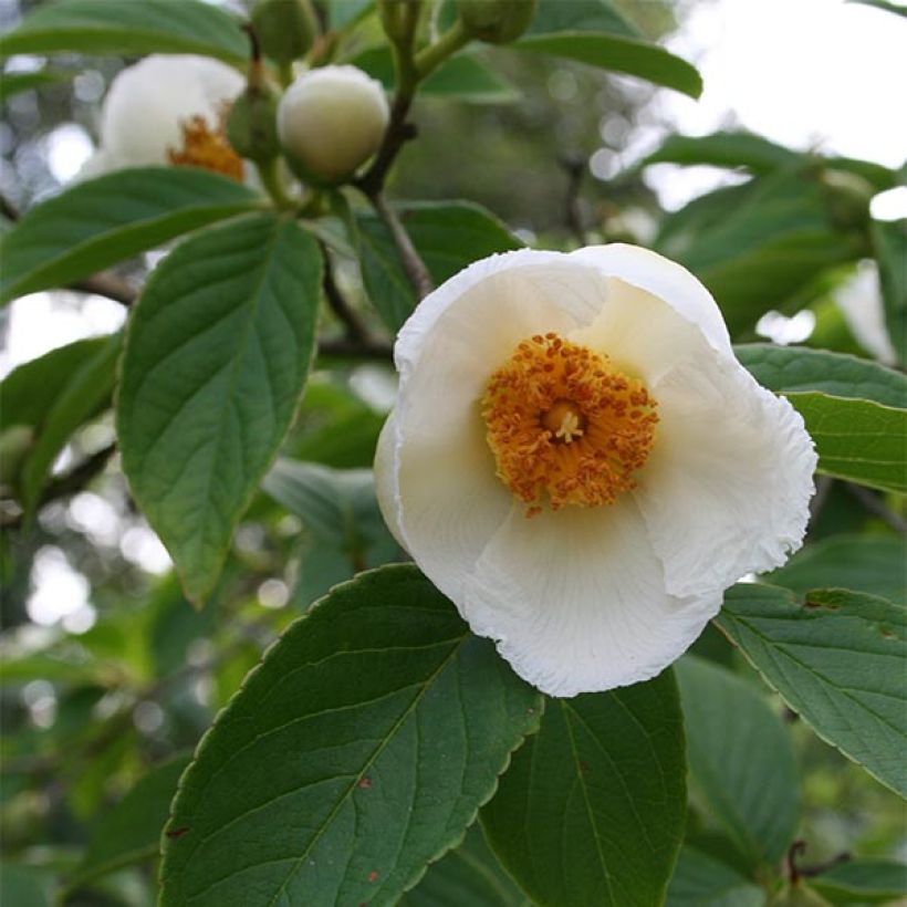 Stewartia pseudocamellia (Kukinta)