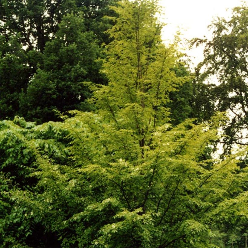 Stewartia pseudocamellia (Kasvutapa)