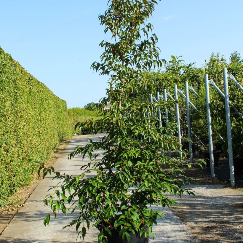 Esimerkki keväällä toimitetusta Stewartia pseudocamellia Pot de 70L/75L-taimesta