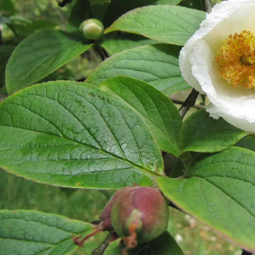 Stewartia pseudocamellia Koreana (Lehvistö)