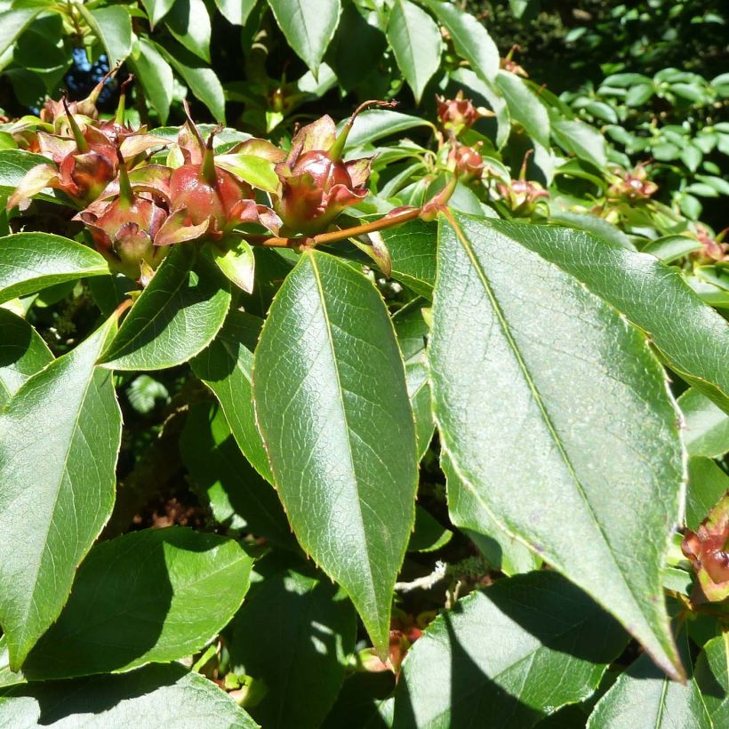Stewartia rostrata (Lehvistö)