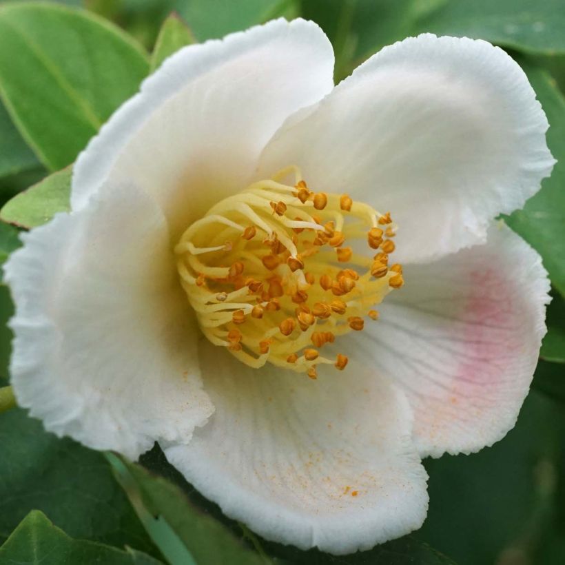 Stewartia rostrata (Kukinta)