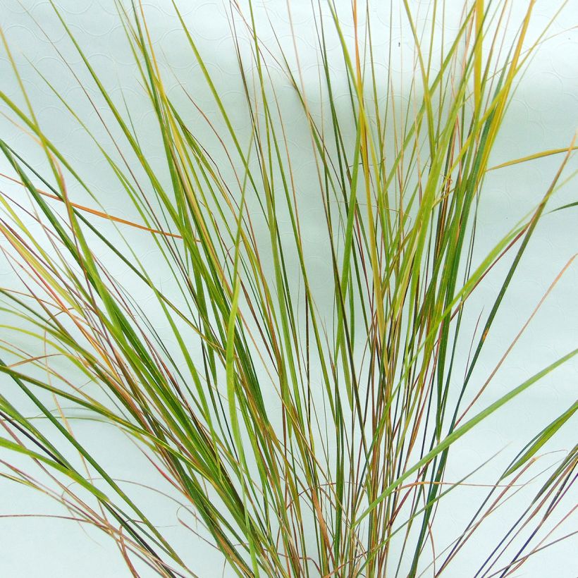 Stipa arundinacea (Lehvistö)