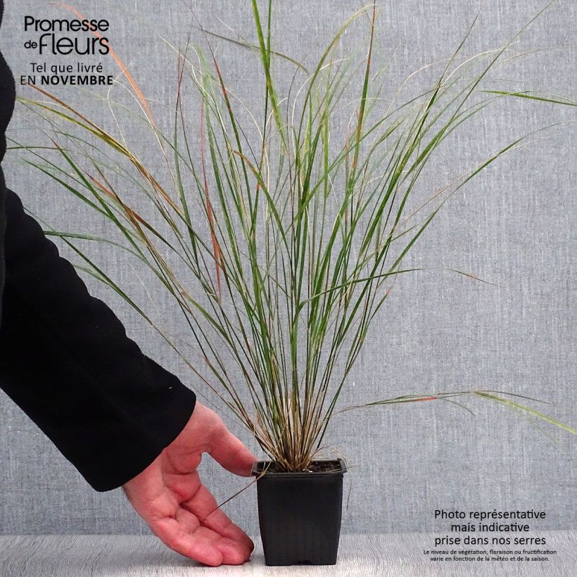 Esimerkki syksyllä toimitetusta Stipa arundinacea 8/9 cm taimiruukku-taimesta