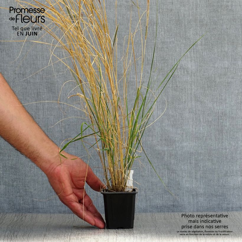 Esimerkki kesällä toimitetusta Stipa arundinacea Taimiruukku 8/9 cm-taimesta