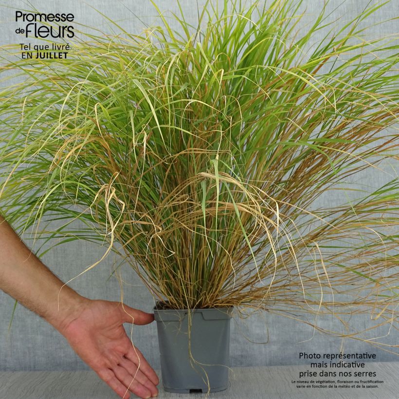 Esimerkki kesällä toimitetusta Stipa arundinacea Ruukku 2L / 3L-taimesta