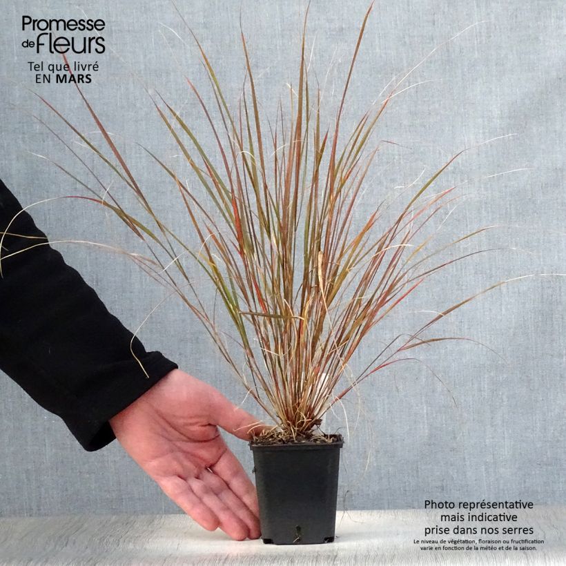 Esimerkki keväällä toimitetusta Höyhenheinä Sirocco Godet de 8/9 cm-taimesta