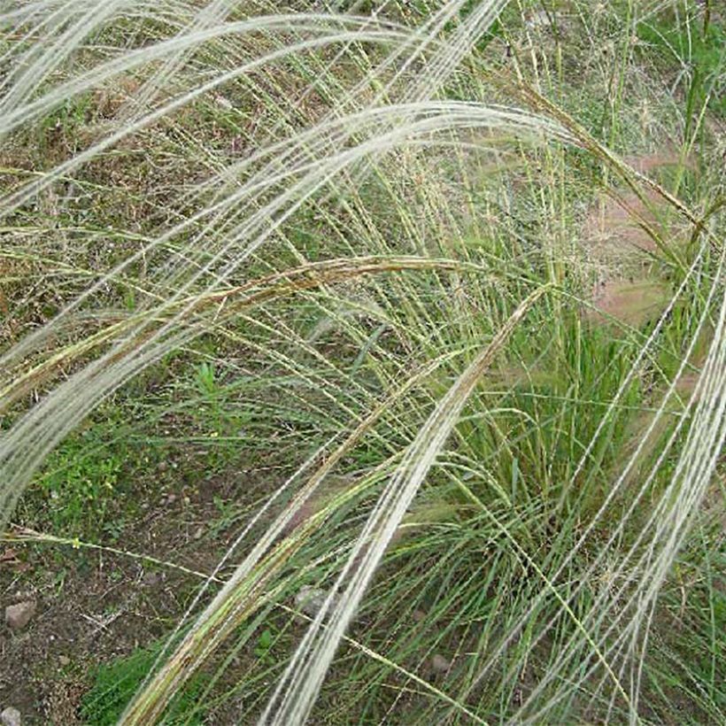 Partahöyhenheinä - Stipa barbata (Kukinta)