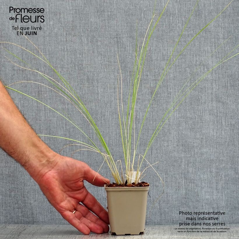 Esimerkki kesällä toimitetusta Partahöyhenheinä - Stipa barbata Taimiruukku 7/8 cm-taimesta