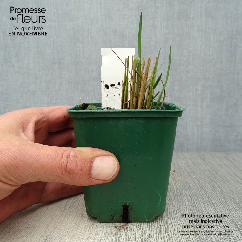 Esimerkki syksyllä toimitetusta Höyhenheinä - Stipa calamagrostis 8/9 cm taimiruukku-taimesta