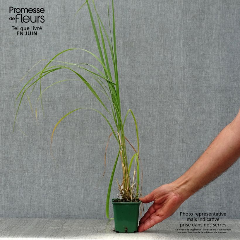 Esimerkki kesällä toimitetusta Höyhenheinä - Stipa calamagrostis Godet de 8/9 cm-taimesta