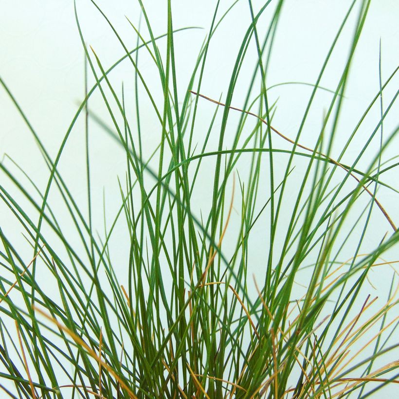Jouhihöyhenheinä - Stipa capillata (Lehvistö)