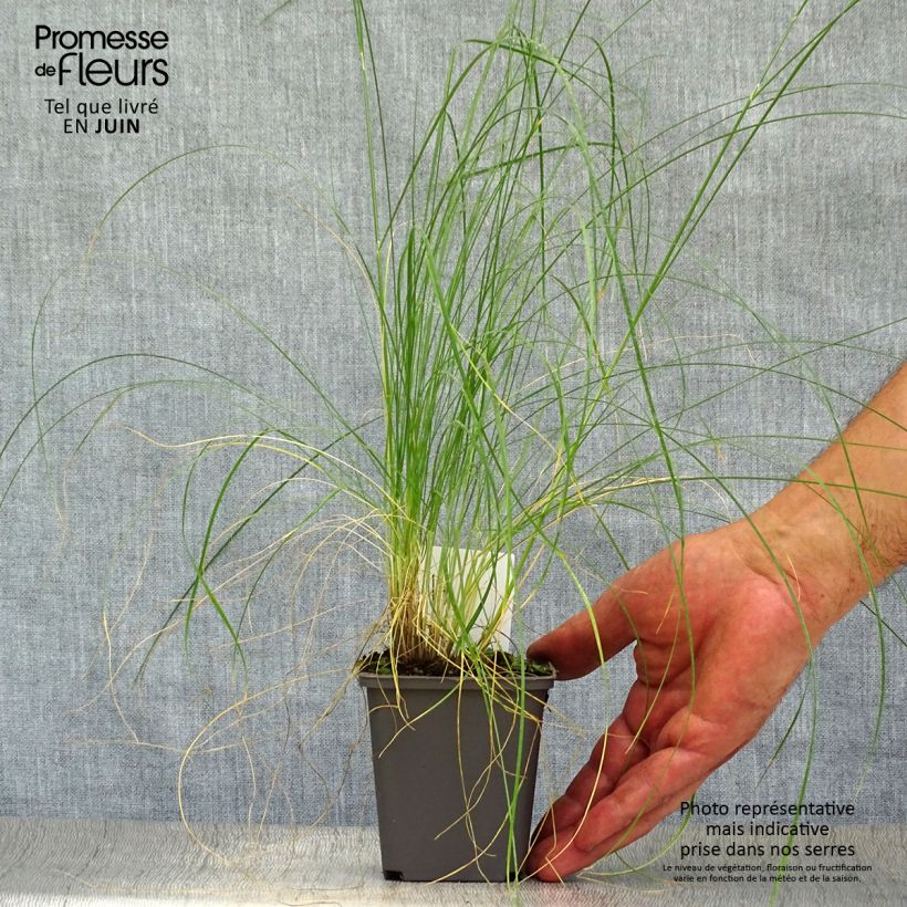 Esimerkki kesällä toimitetusta Jouhihöyhenheinä - Stipa capillata Taimiruukku 8/9 cm-taimesta