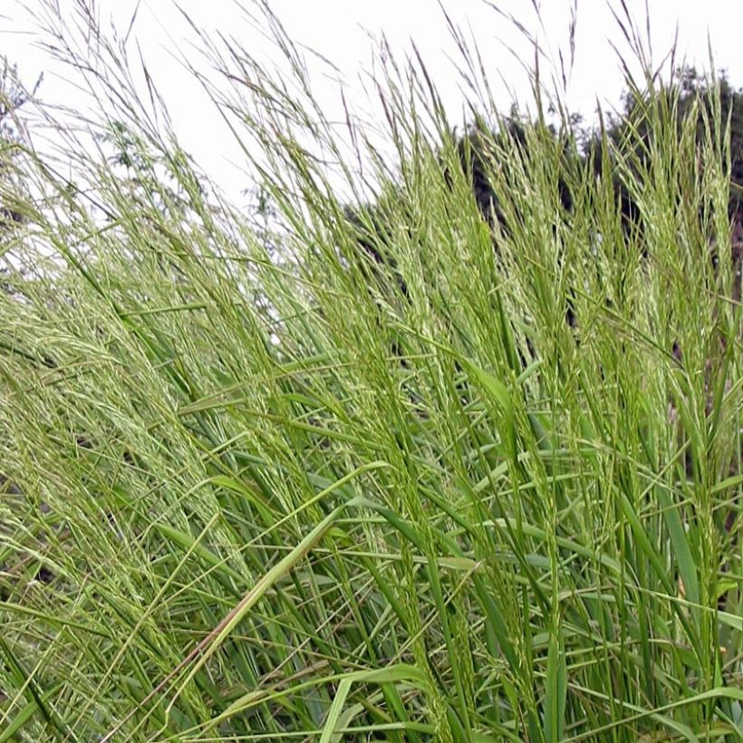 Höyhenheinä - Stipa extremiorientalis (Lehvistö)