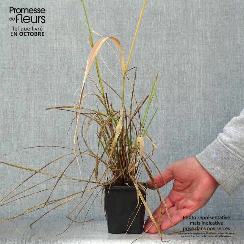 Esimerkki syksyllä toimitetusta Höyhenheinä - Stipa extremiorientalis 8/9 cm taimiruukku-taimesta