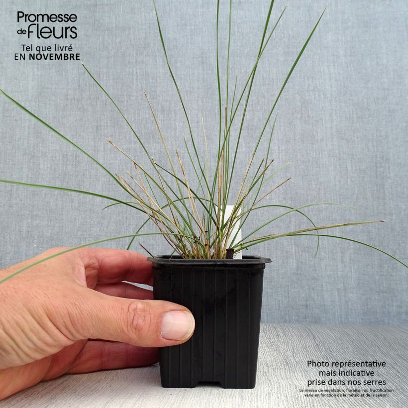Esimerkki syksyllä toimitetusta Jättihöyhenheinä - Stipa gigantea 8/9 cm taimiruukku-taimesta